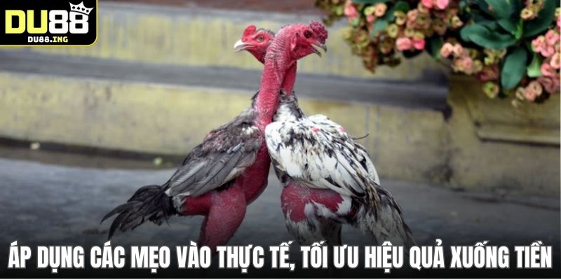 Áp dụng các mẹo vào thực tế, tối ưu hiệu quả xuống tiền