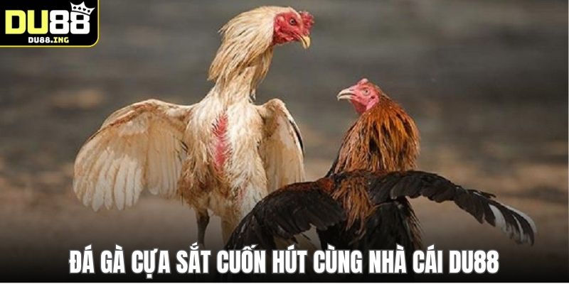 Đá gà cựa sắt cuốn hút cùng nhà cái DU88
