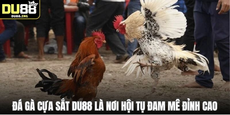 Đá gà cựa sắt DU88 là nơi hội tụ đam mê đỉnh cao