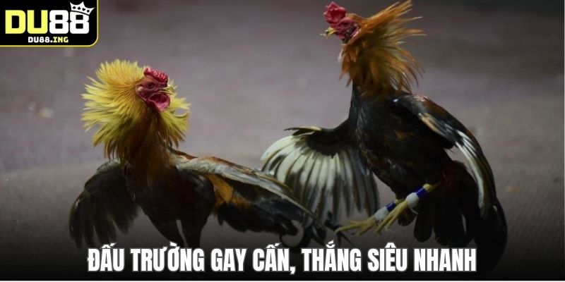 Đấu trường gay cấn, thắng siêu nhanh