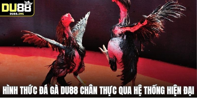 Hình thức đá gà DU88 chân thực qua hệ thống hiện đại