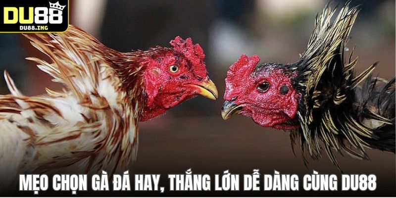 Mẹo chọn gà đá hay, thắng lớn dễ dàng cùng DU88