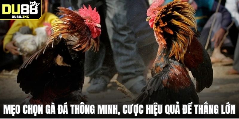 Mẹo chọn gà đá thông minh, cược hiệu quả để thắng lớn